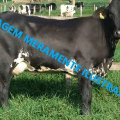 18 (dezoito) vacas de raça Girolando