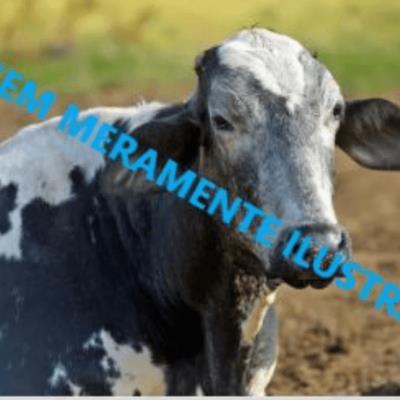 30 cabeças de Vacas Girolanda