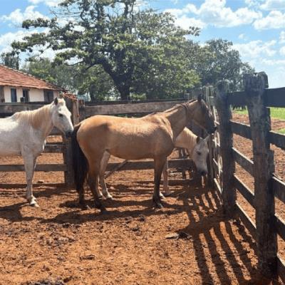 5 Cavalos Meio Sangue e 2 Éguas Quarto de Milha – Getulina – Sp
