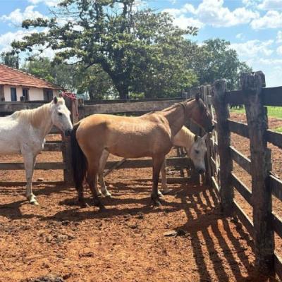 5 Cavalos Meio Sangue e 2 Éguas Quarto de Milha – Getulina – Sp