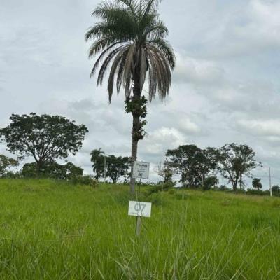Chácara 07, Quadra 08, localizada na Rua G, no Chacreamento Espelho D’Água, em Abaeté/MG, com área total de 1.000,00 m², matrícula nº 29.186 do CRI de Abaeté/MG.