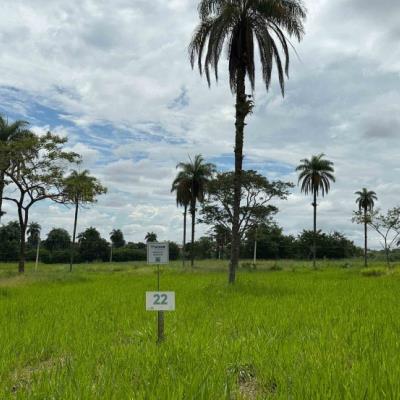 Chácara 22, Quadra 06, localizada na Rua G, no Chacreamento Espelho D’Água, em Abaeté/MG, com área total de 1.000,00 m², matrícula nº 29.126 do CRI de Abaeté/MG.