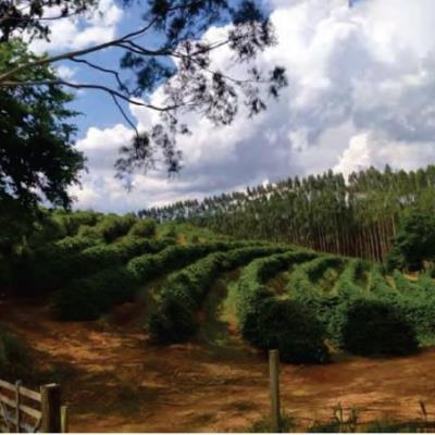 Imóvel Rural – Monte Santo de Minas (MG)