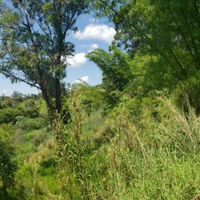 Novo Leilão de (yaabfa)