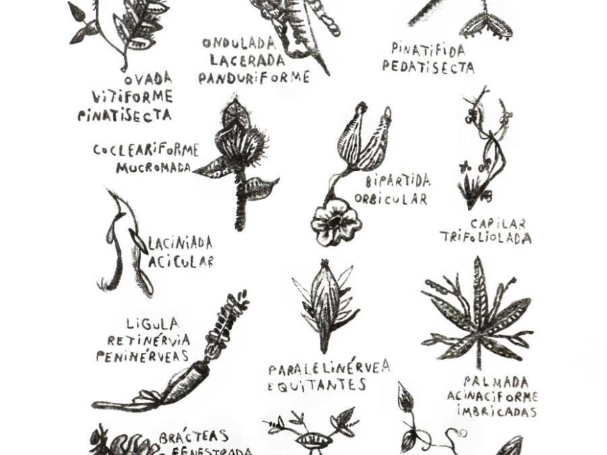Foto ilustrativa 1 - Ruana Negri – Recatalogando espécies: folhas