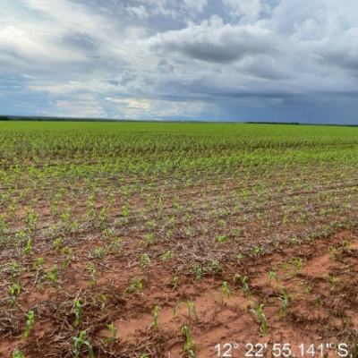 Tapurah/MT – Fazenda com 489ha