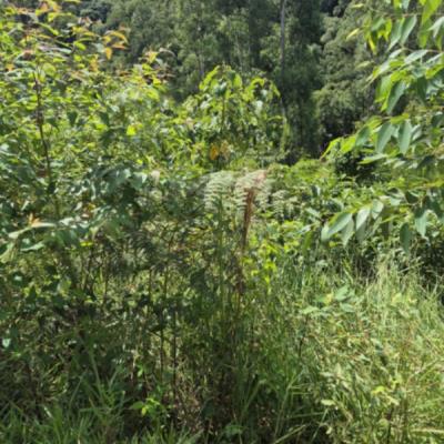 Terreno 700m² – Cajamar – SP