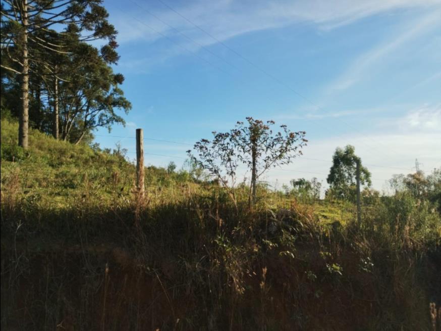 Foto ilustrativa 1 - Terreno rural